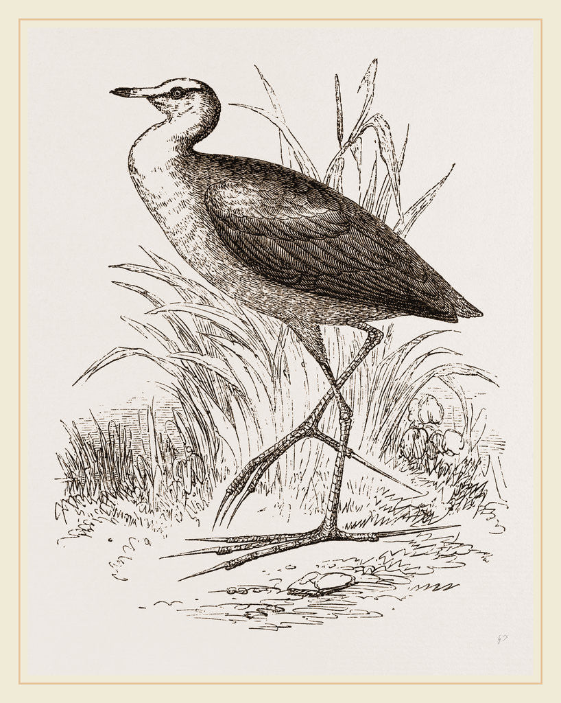 Detail of African Jacana by Anonymous