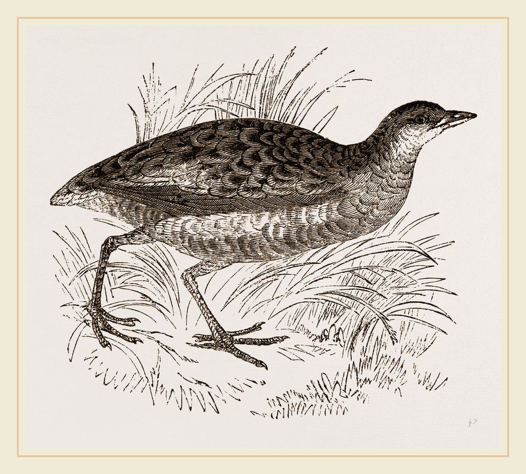 Detail of C orn-Crake by Anonymous