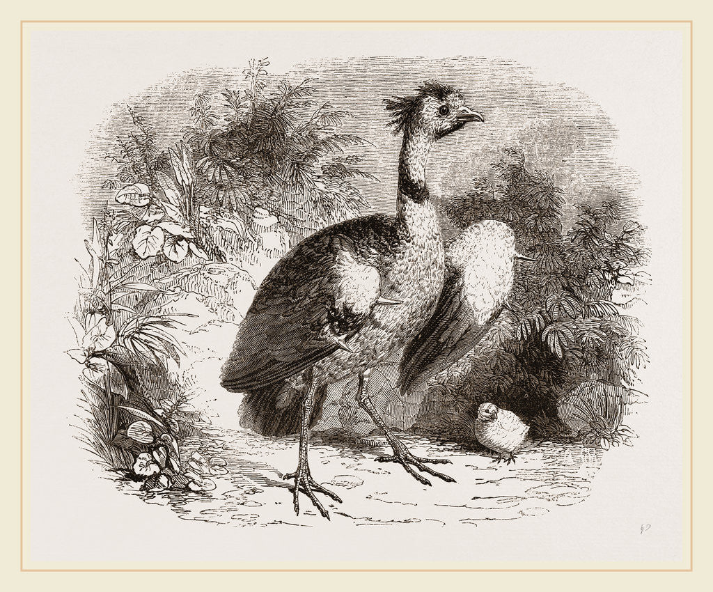Detail of Crested Screamer and Young by Anonymous