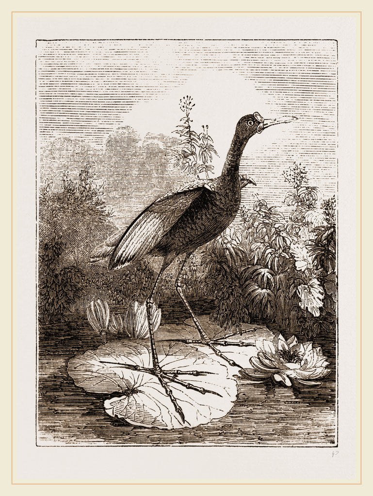 Detail of Common Jacana by Anonymous