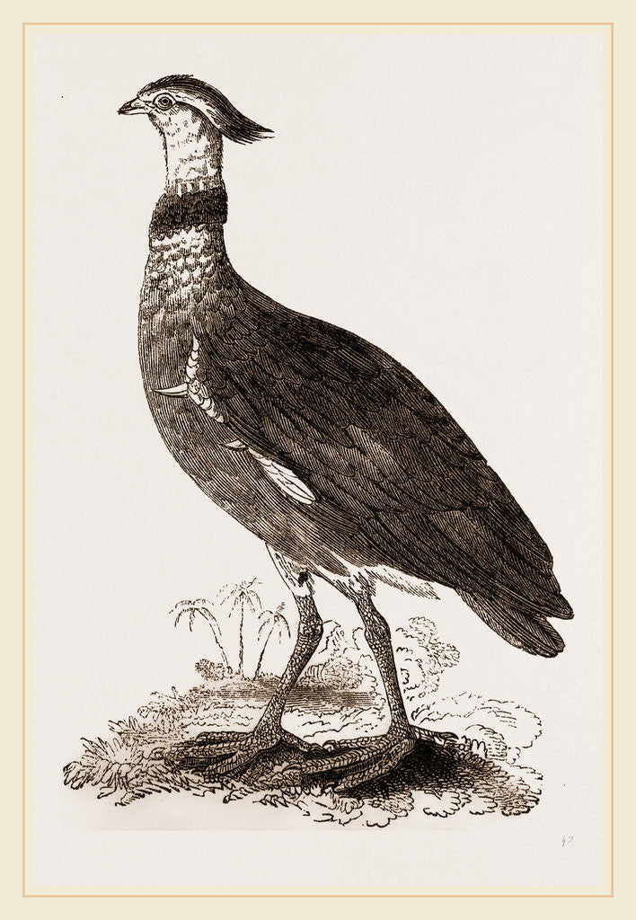 Detail of Crested Screamer by Anonymous