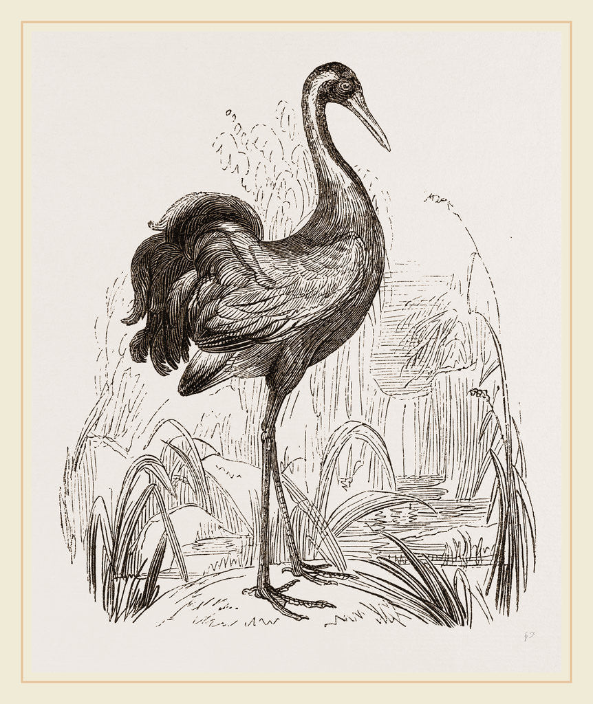 Detail of Crane by Anonymous