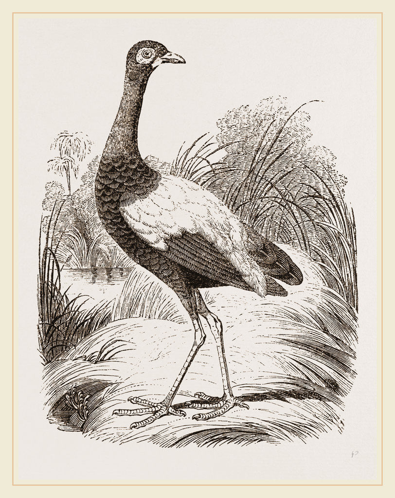 Detail of Golden-breasted Trumpeter by Anonymous