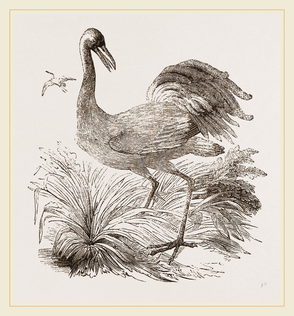 Detail of Crane by Anonymous