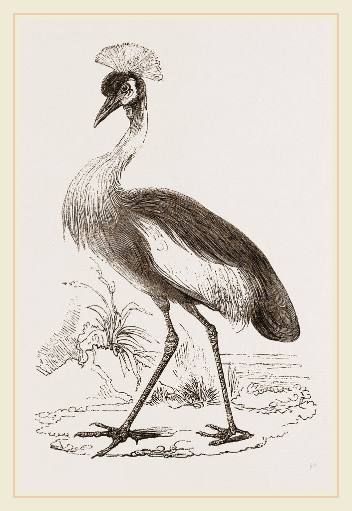 Detail of Crowned Crane by Anonymous