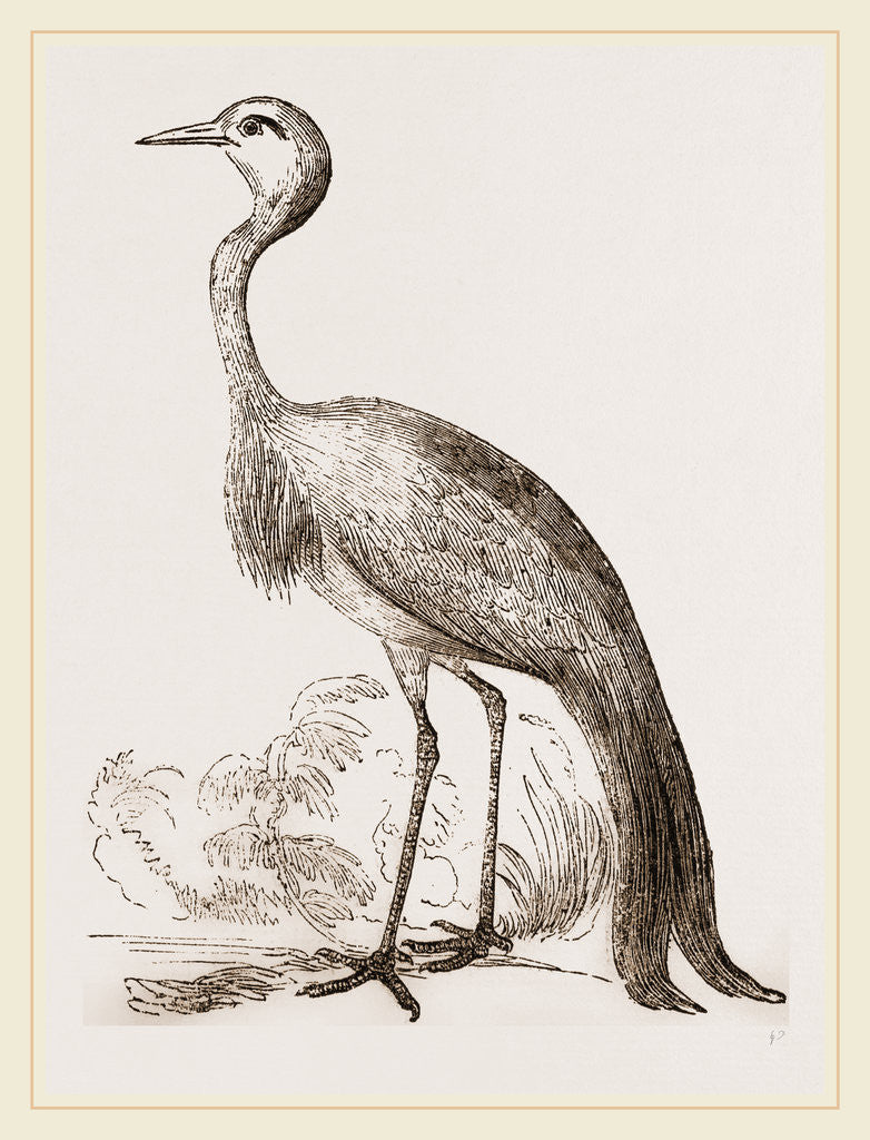 Detail of Stanley Crane by Anonymous