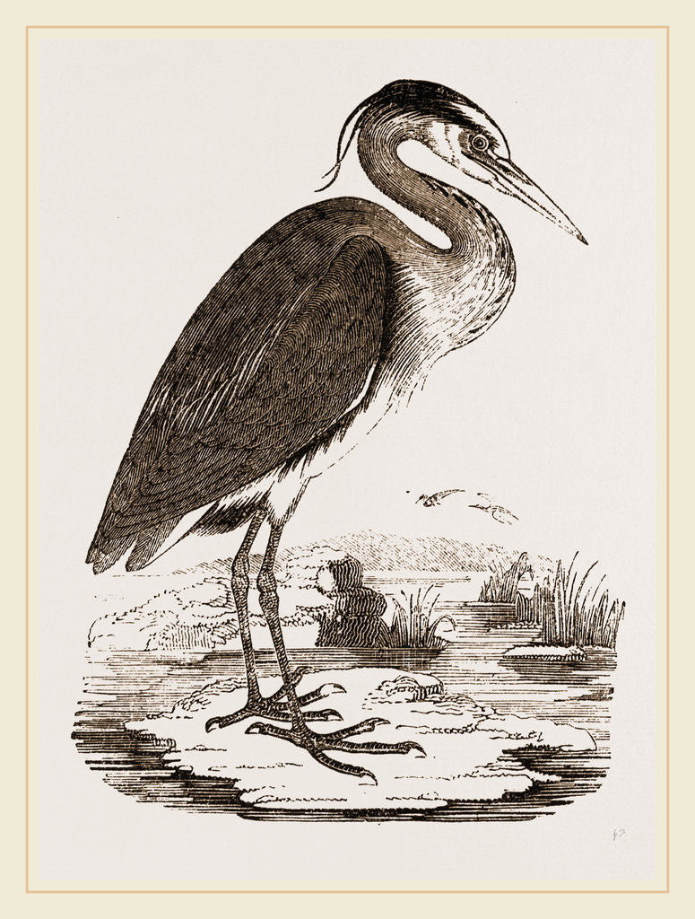 Detail of Heron by Anonymous