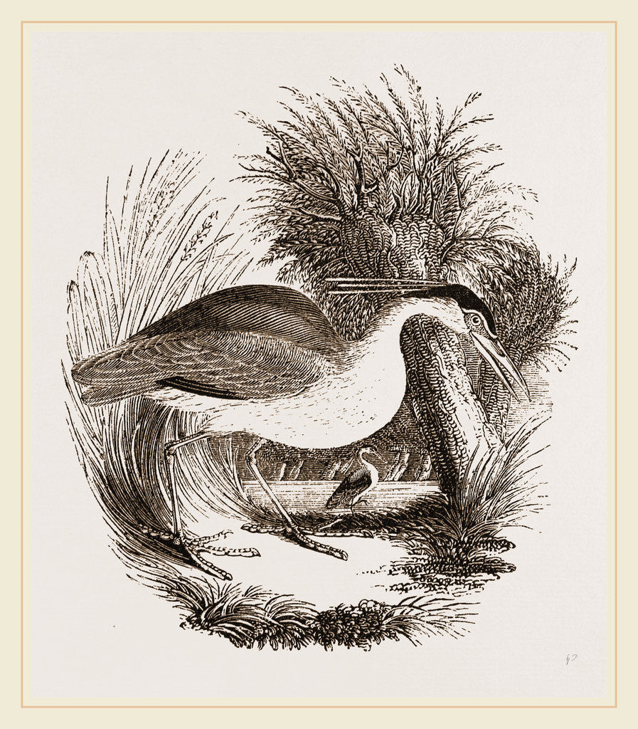 Detail of Night-Heron by Anonymous