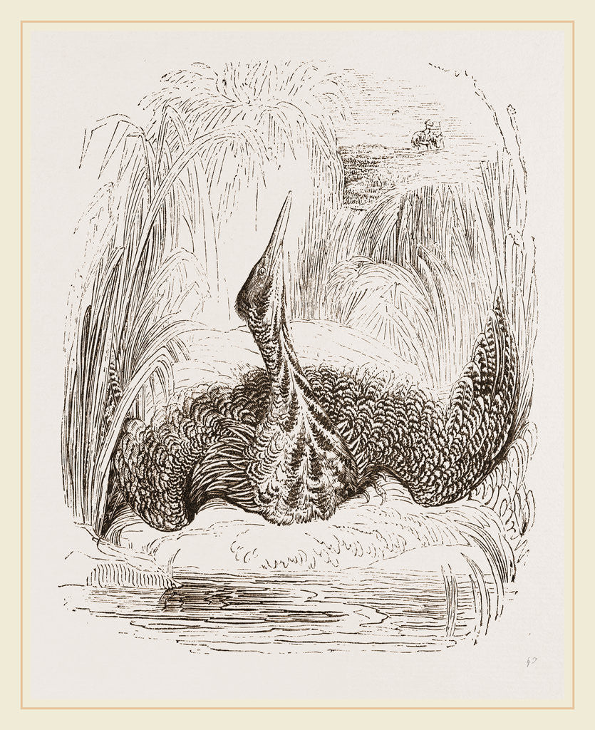 Detail of Bittern by Anonymous