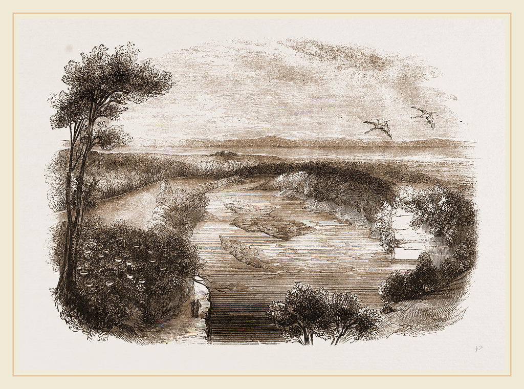 Detail of Heronry-on the river Findhorn Morayshire, County of Moray Scotland by Anonymous