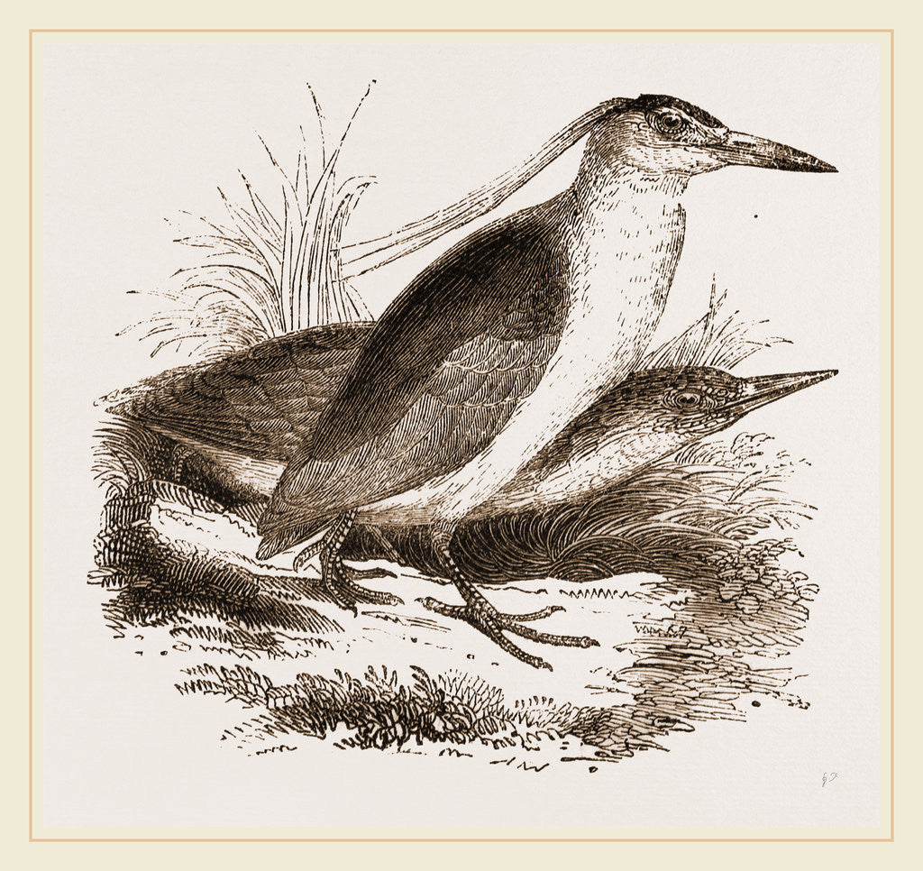 Detail of Night Herons by Anonymous