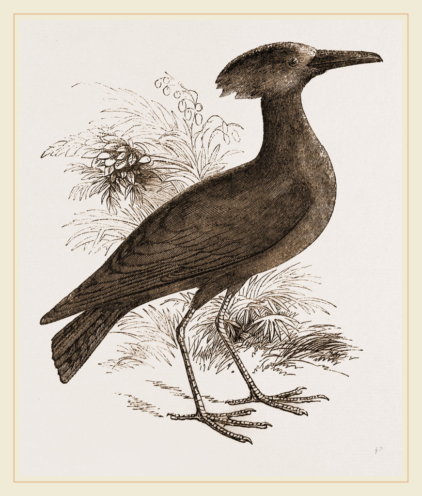 Detail of Tufted Umber by Anonymous