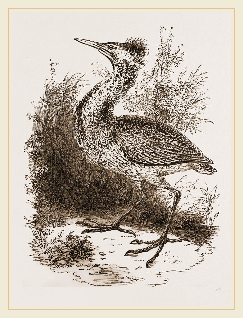 Detail of Bittern by Anonymous