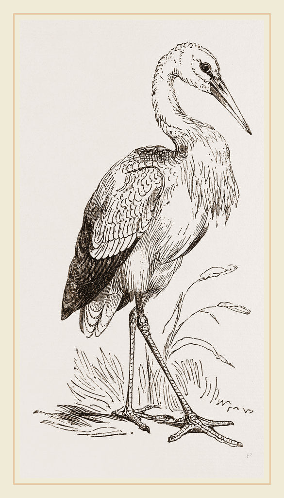 Detail of Stork by Anonymous