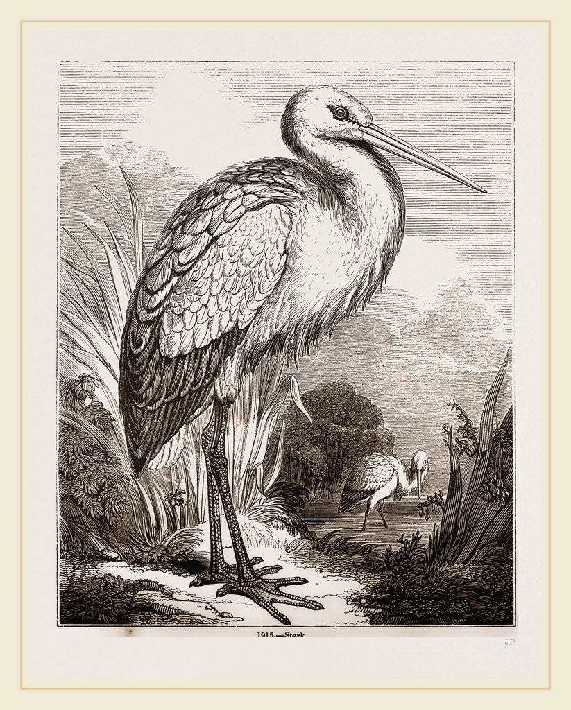 Detail of Stork by Anonymous