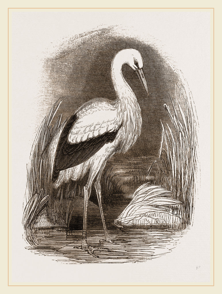 Detail of Stork by Anonymous