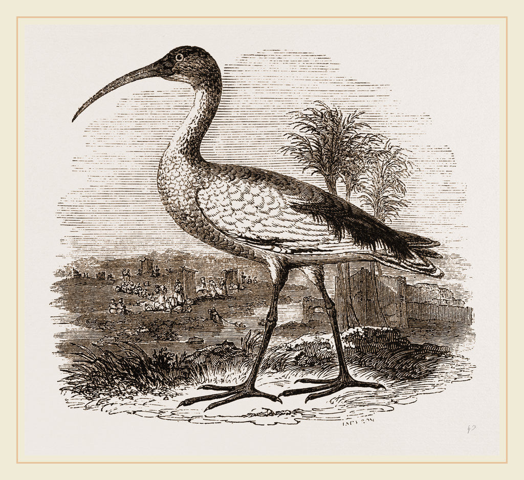 Detail of Sacred Ibis by Anonymous