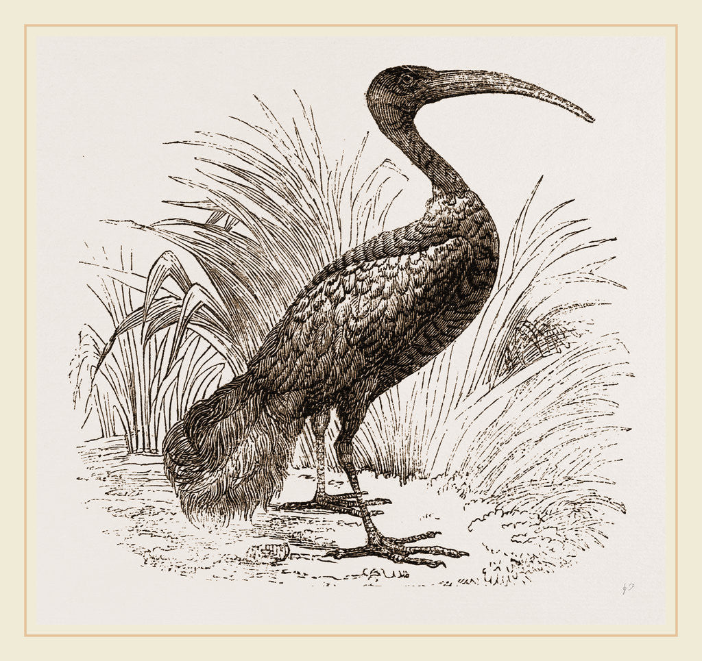 Detail of Sacred Ibis by Anonymous