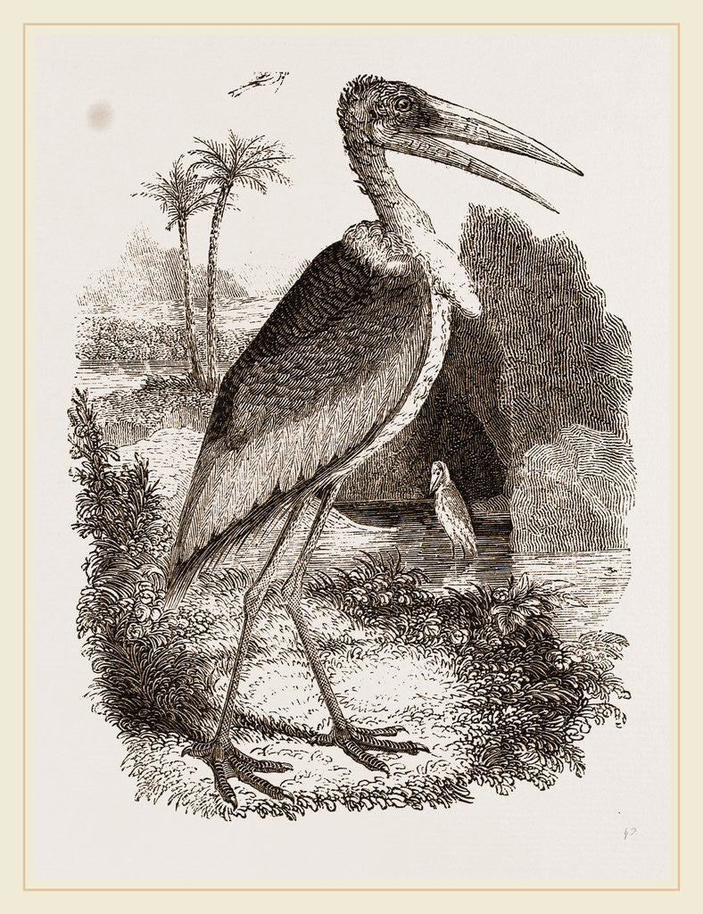 Detail of Adjutant by Anonymous