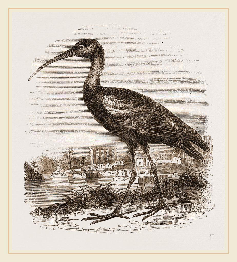 Detail of Glossy Ibis by Anonymous