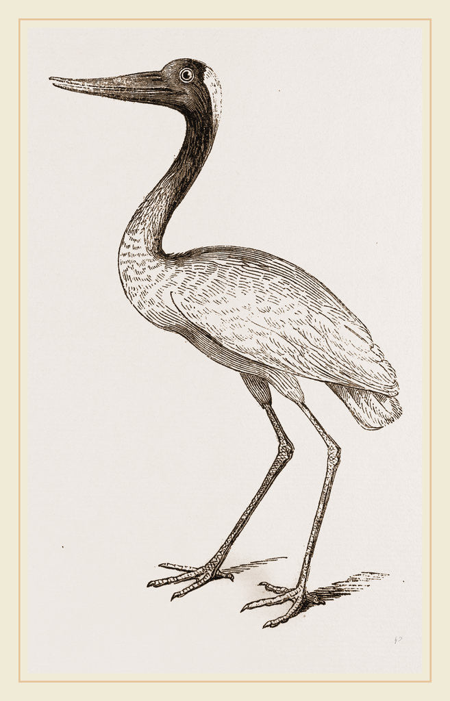 Detail of Jabiru by Anonymous