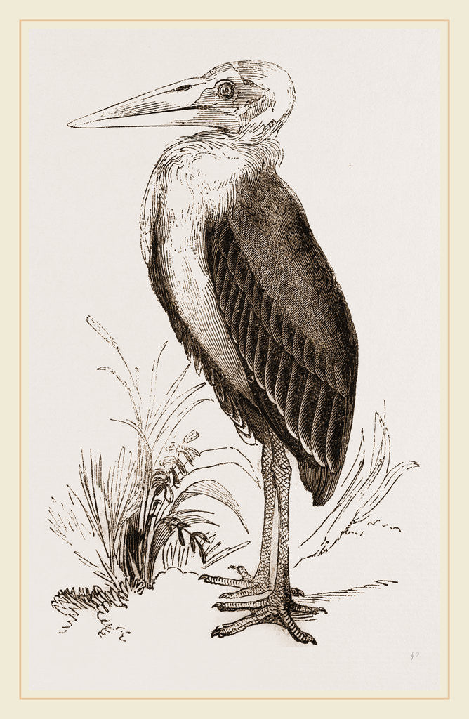 Detail of Marabou by Anonymous
