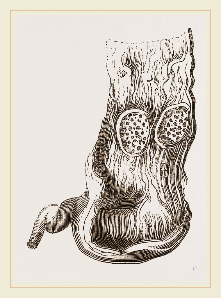 Detail of Stomach of Adjutant by Anonymous