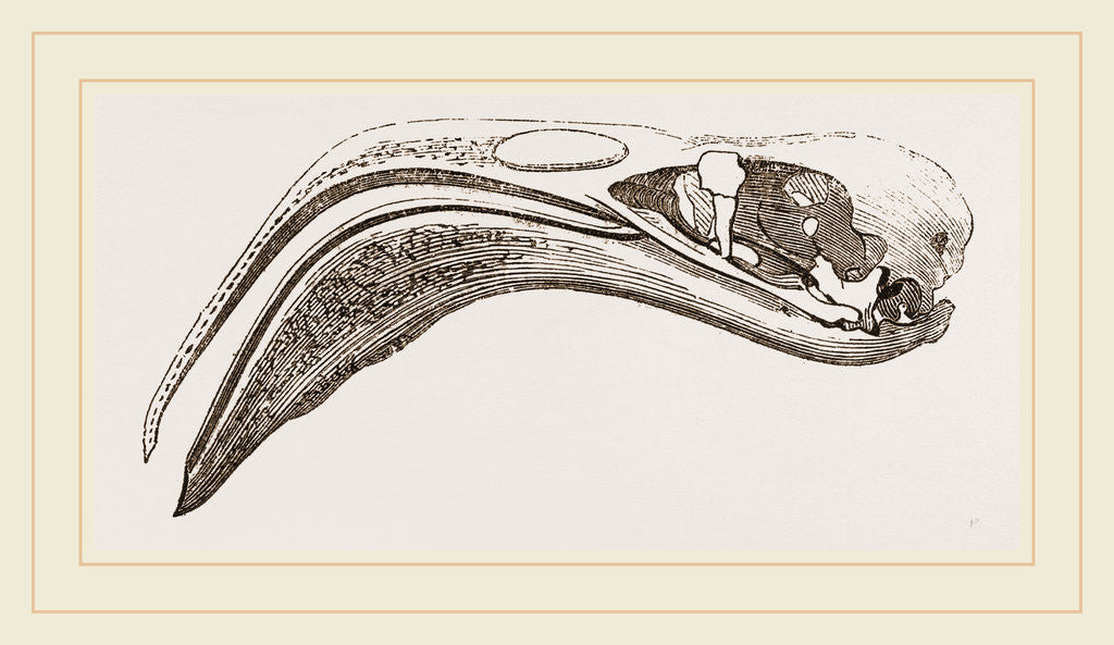 Detail of Skull of Flamingo by Anonymous