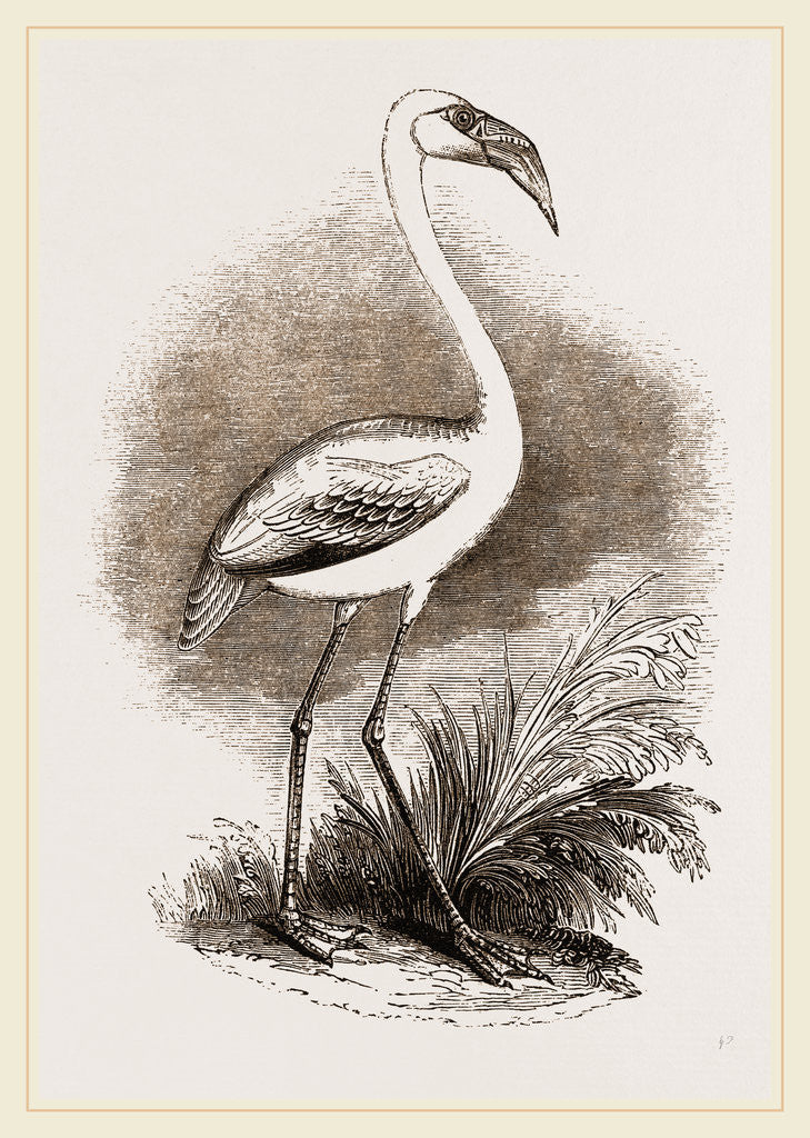 Detail of Little Flamingo by Anonymous