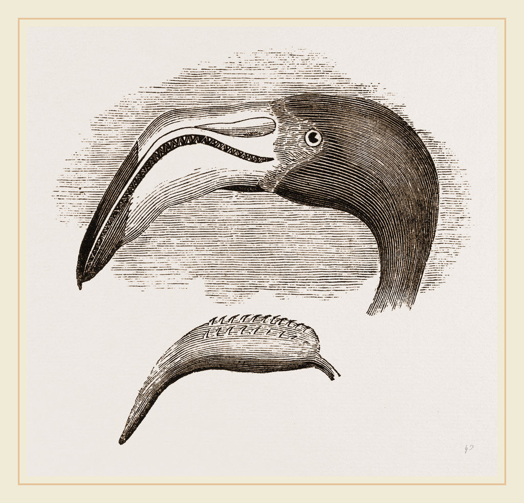 Detail of Head and Tongue of Flamingo by Anonymous