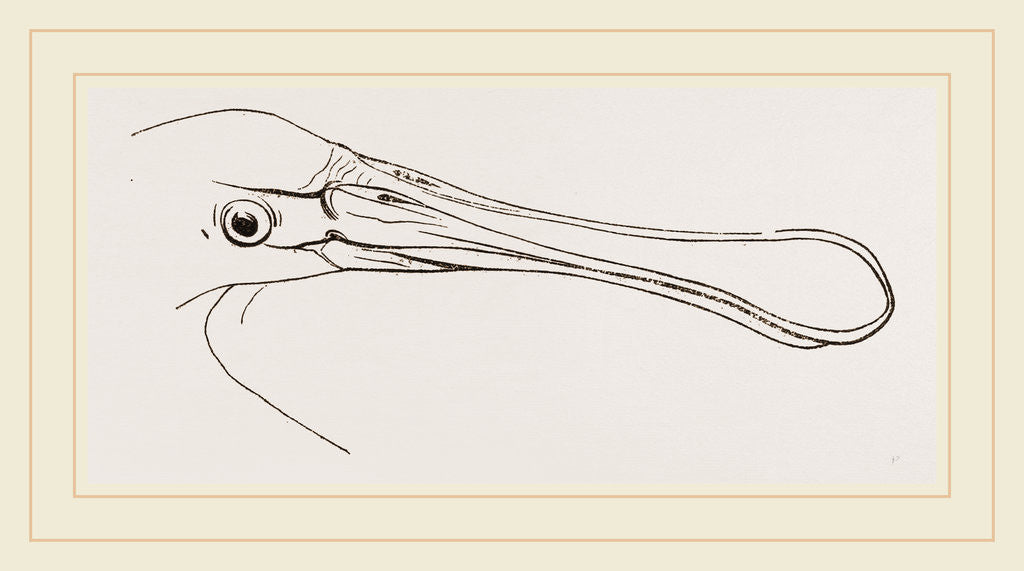 Detail of Bill of Spoonbill by Anonymous