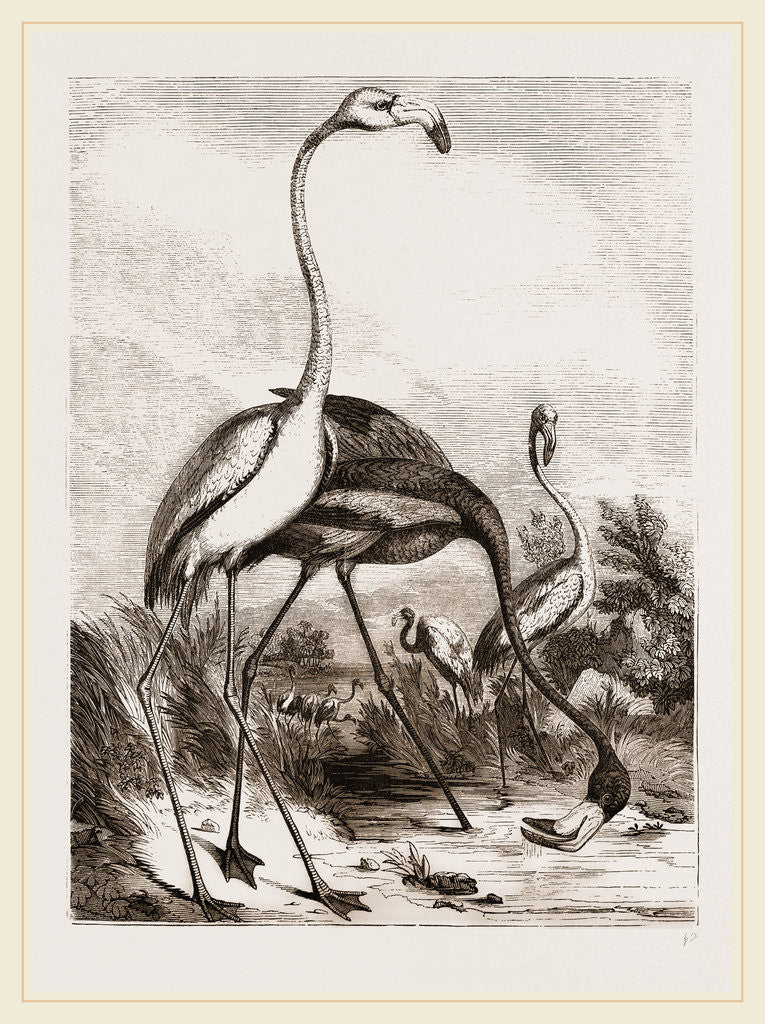 Detail of Flamingoes by Anonymous