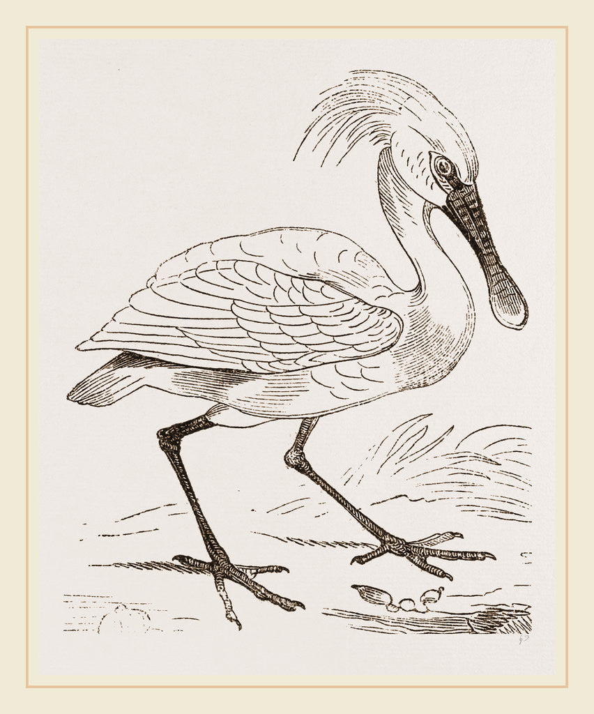 Detail of Spoonbill by Anonymous