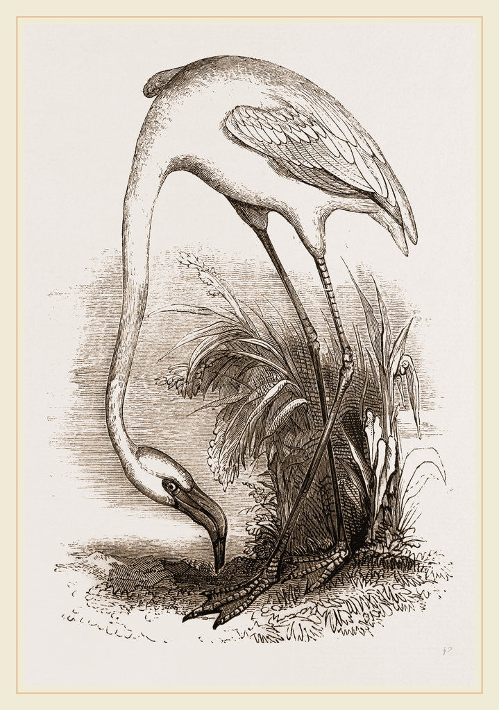 Detail of Flamingo by Anonymous