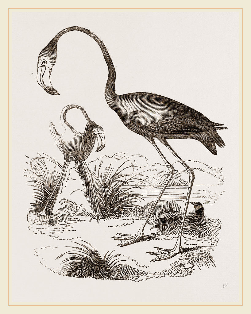 Detail of Flamingoes and Nest by Anonymous