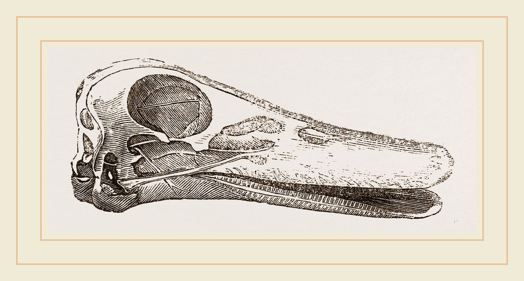 Detail of Skull of Duck by Anonymous