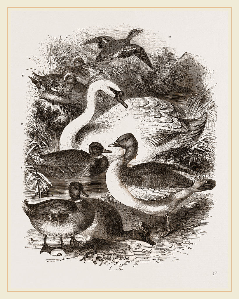 Detail of Group of Water Fowl by Anonymous