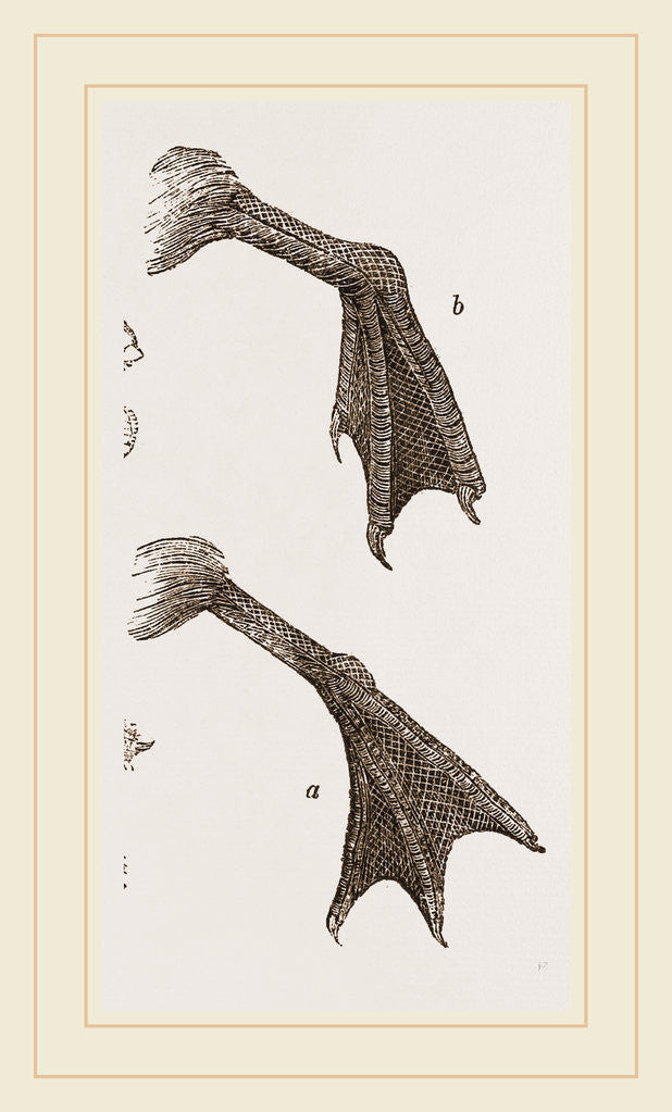 Detail of Feet of Water-bird by Anonymous