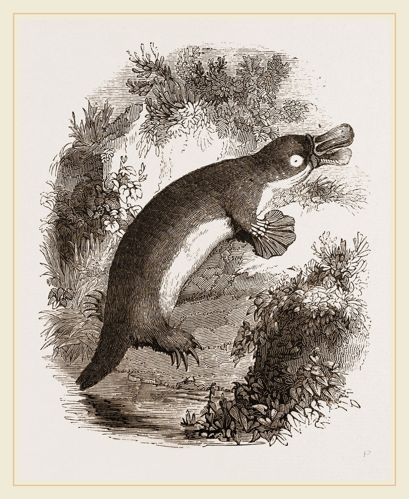 Detail of Ornithorhynchus by Anonymous