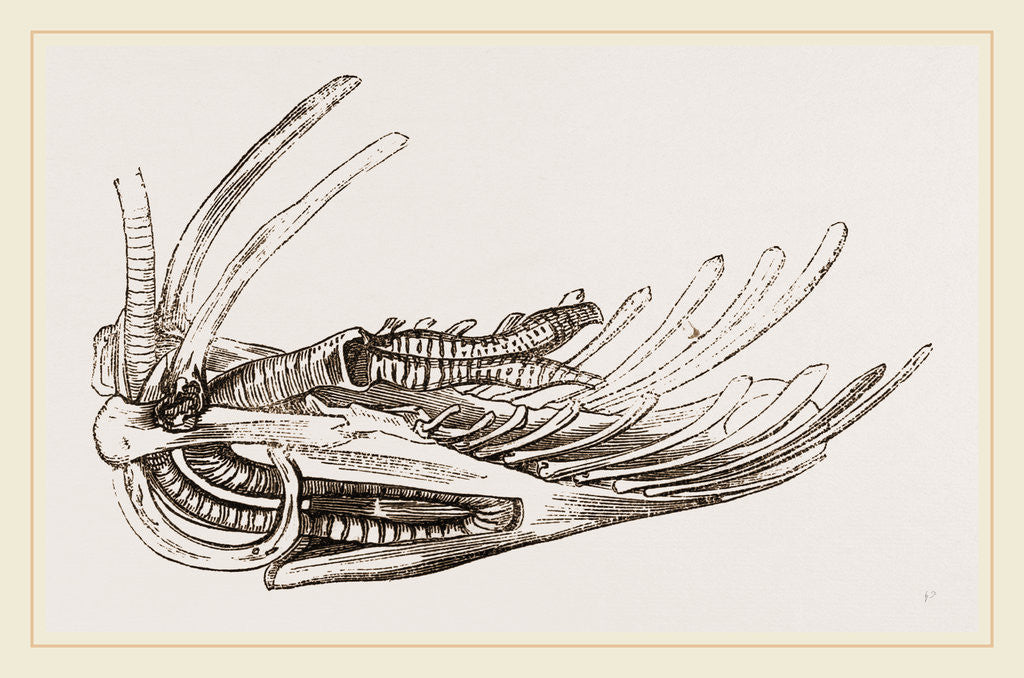 Detail of Breast-bone of Wild Swan by Anonymous
