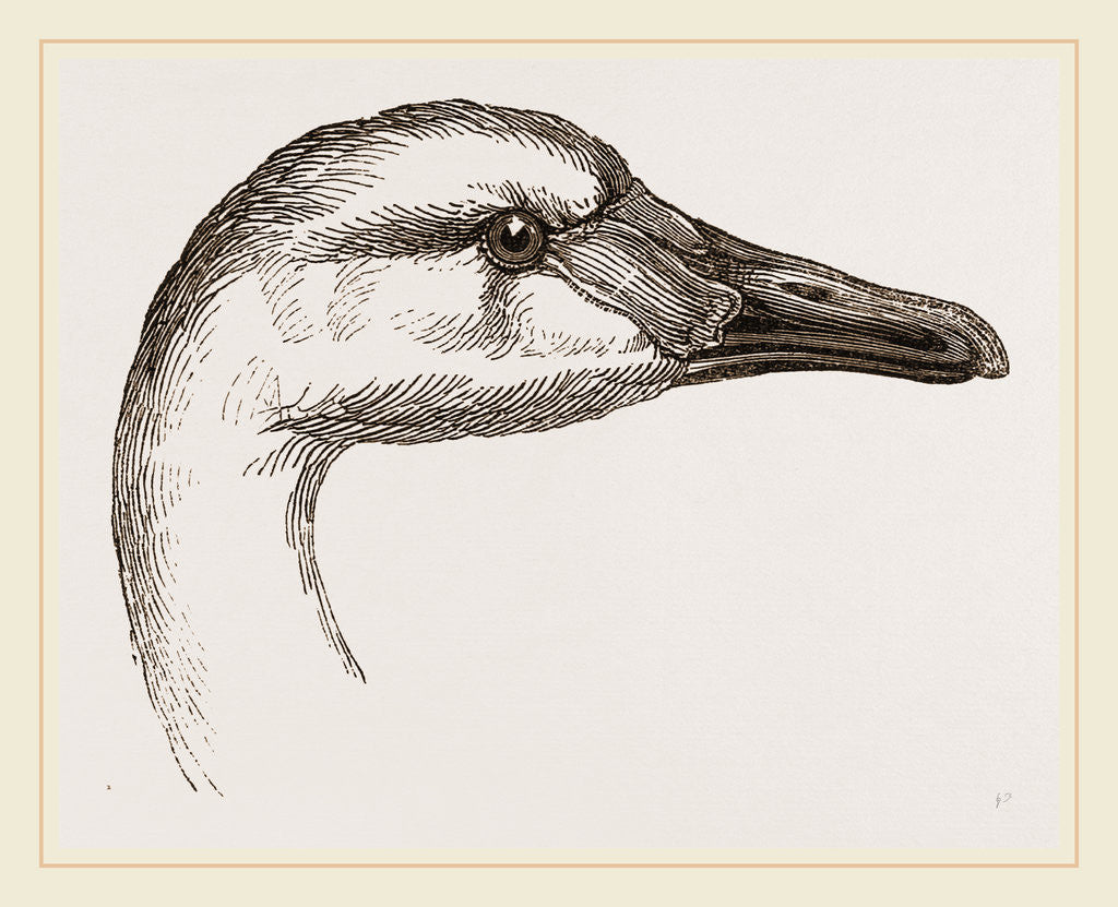 Detail of Head of Bewick's Swan by Anonymous