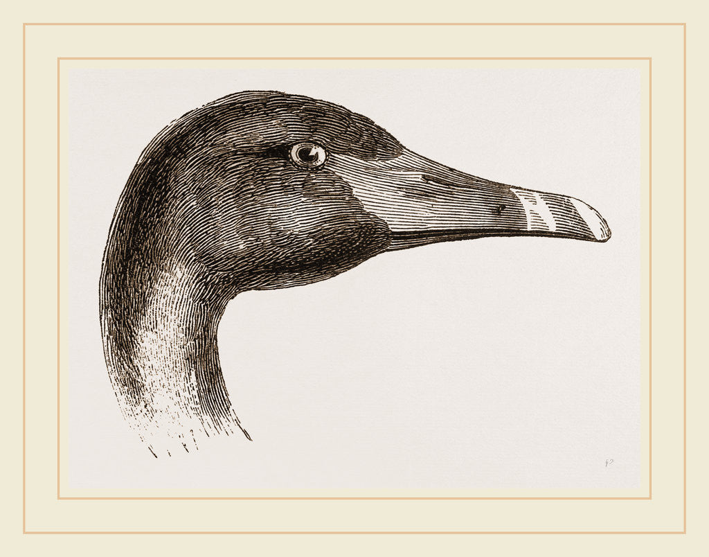 Detail of Head of Black Swan by Anonymous