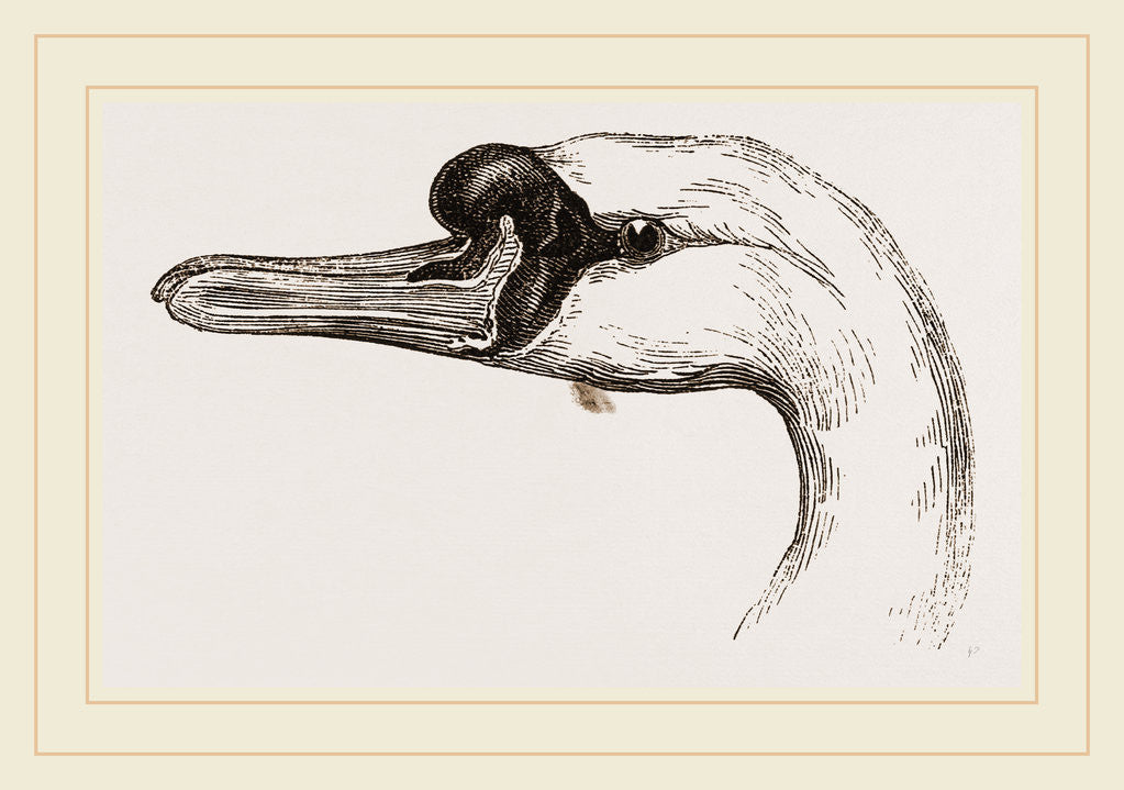 Detail of Head of Tame Swan by Anonymous