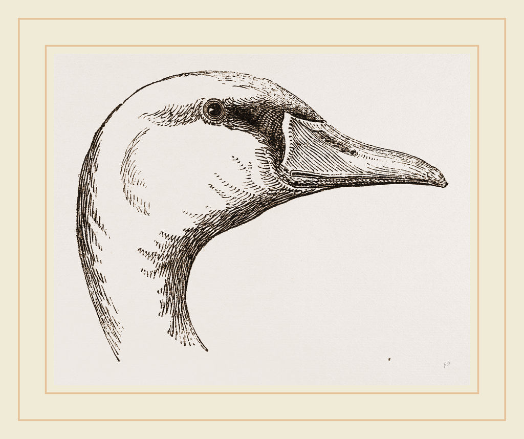 Detail of Head of Polish Swan by Anonymous