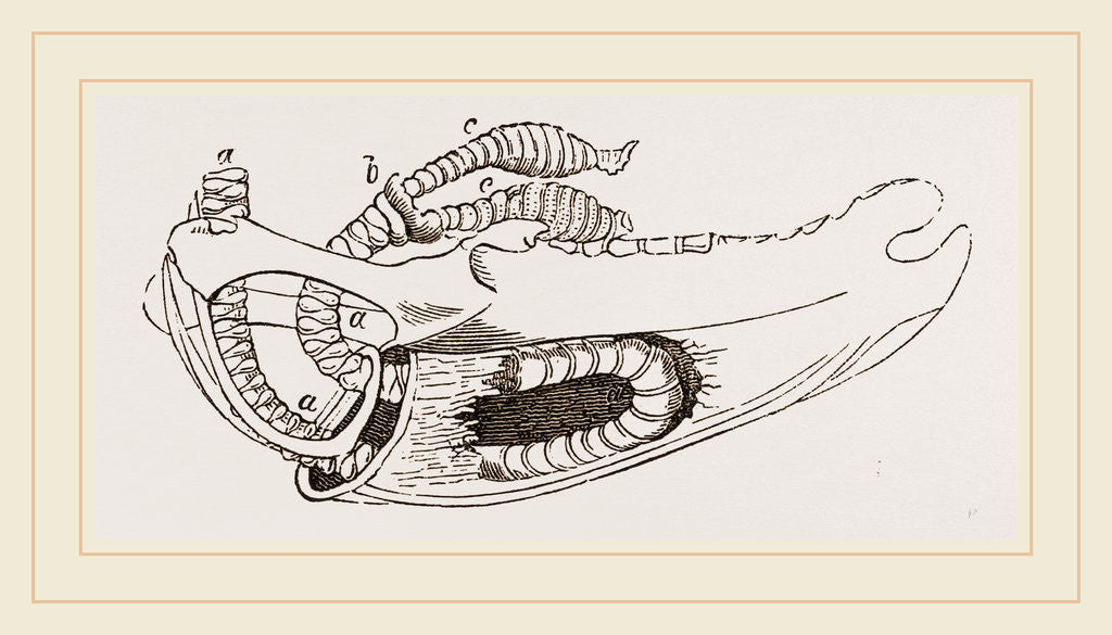 Detail of Breast-bone of Wild Swan by Anonymous