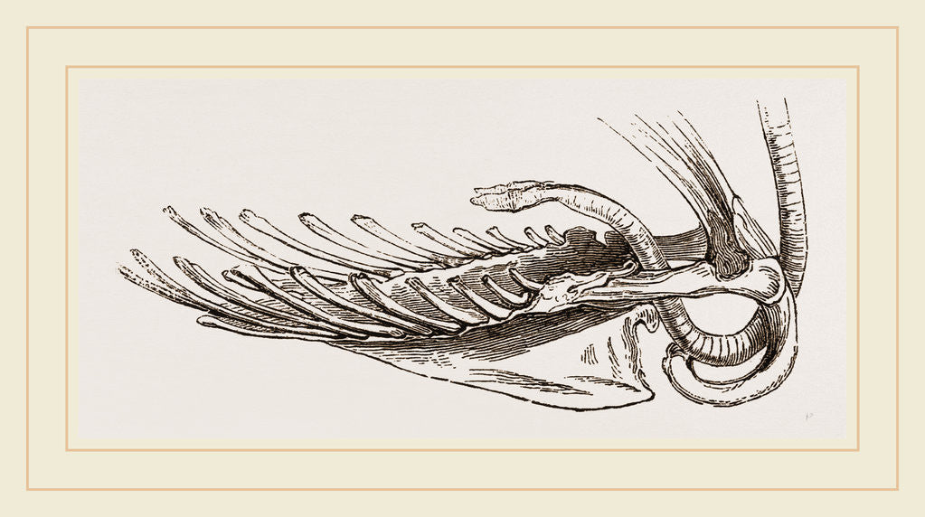 Detail of Breast-bone of Black Swan by Anonymous