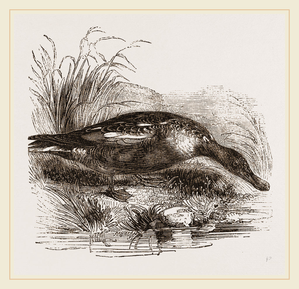 Detail of Shoveller by Anonymous