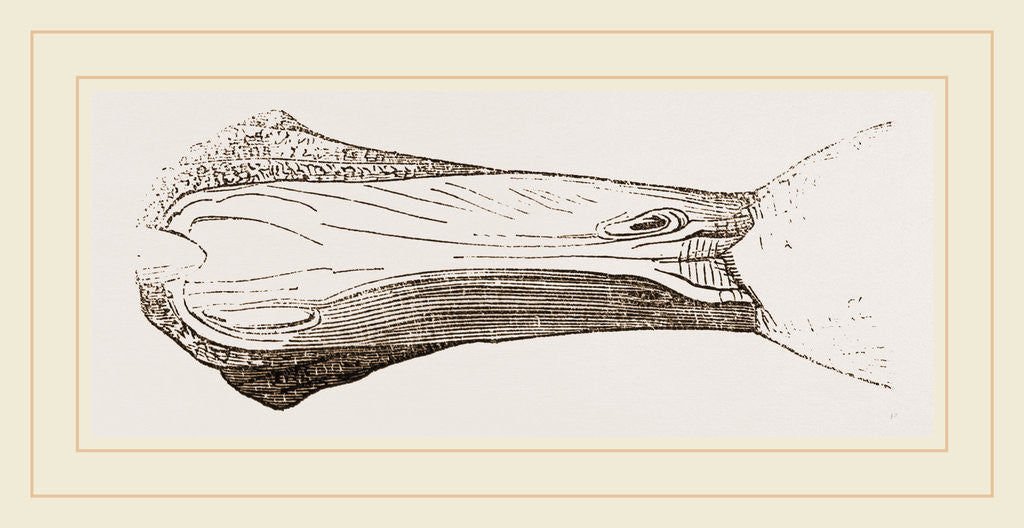 Detail of Bill of Malacorhynchus by Anonymous