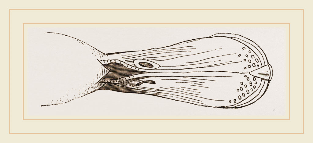 Detail of Bill of Shoveller by Anonymous