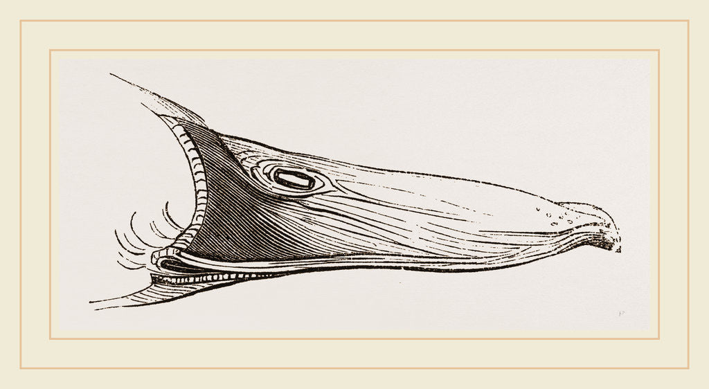Detail of Bill of Mallard by Anonymous